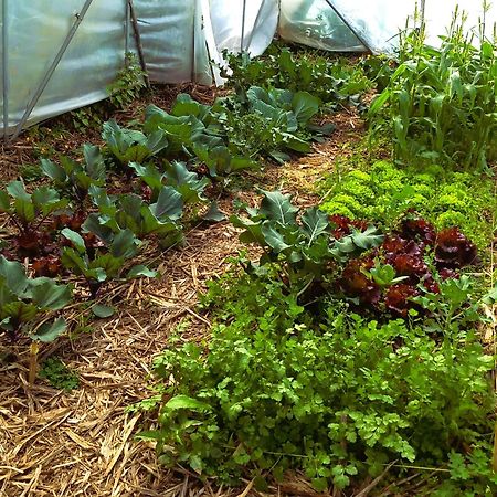 Arambha Ecovillage Farmstay Tabua  Zewnętrze zdjęcie